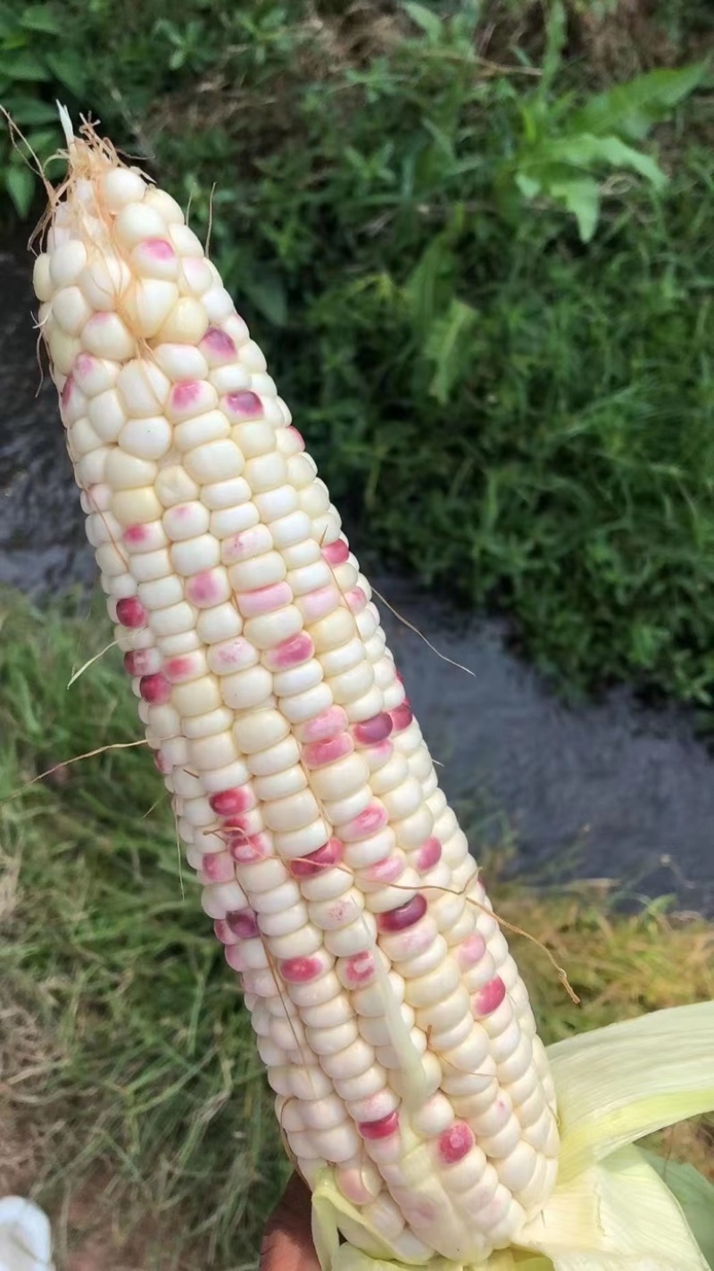 四川攀枝花精品白糯玉米大量有货，