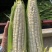 四川攀枝花精品白糯玉米大量有货，