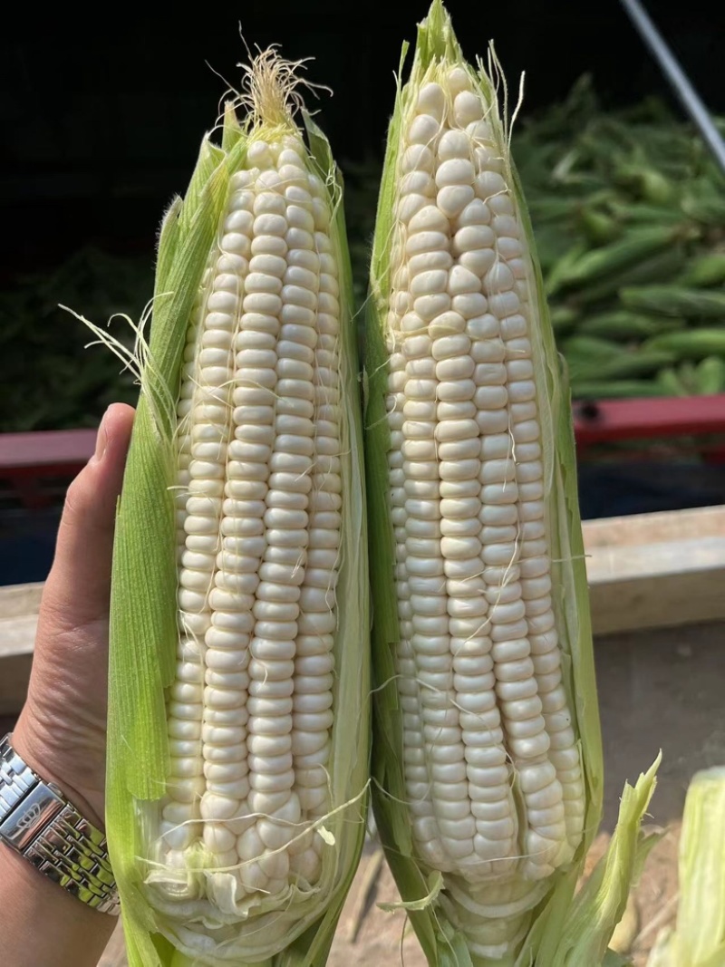 四川攀枝花精品白糯玉米大量有货，