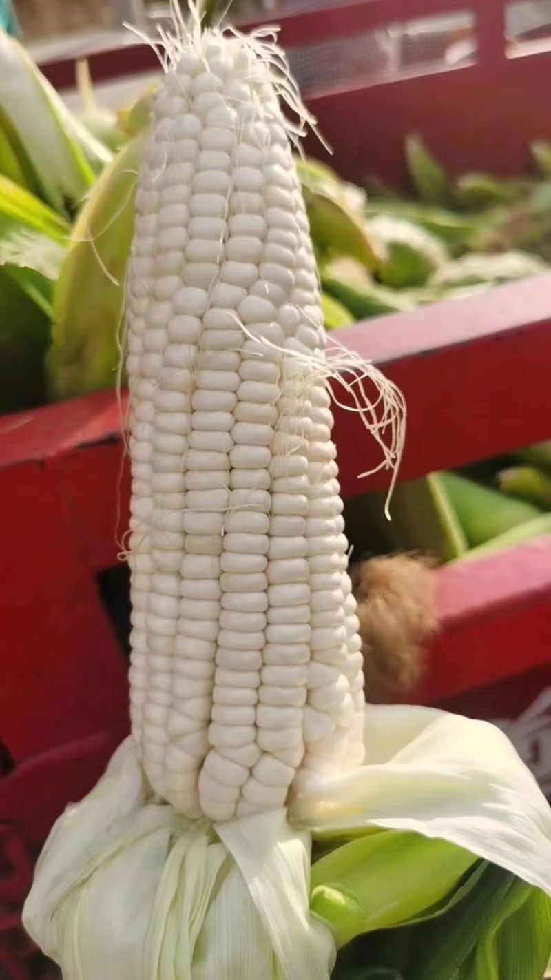 四川攀枝花精品白糯玉米大量有货，
