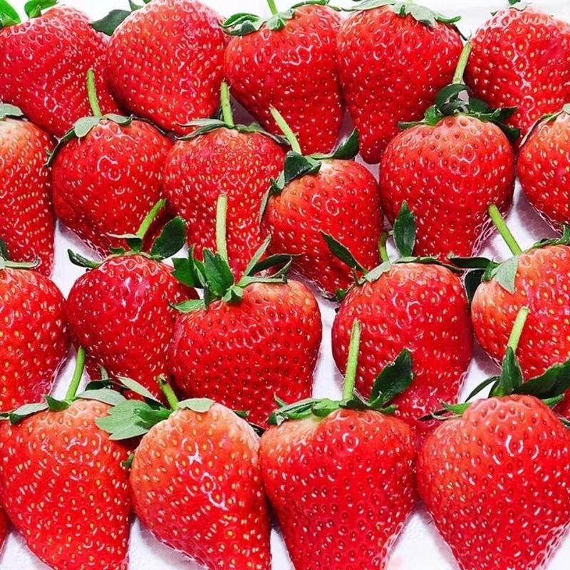 【蒙特瑞草莓】夏草莓冬草莓规格齐全按需包装基地现摘现发