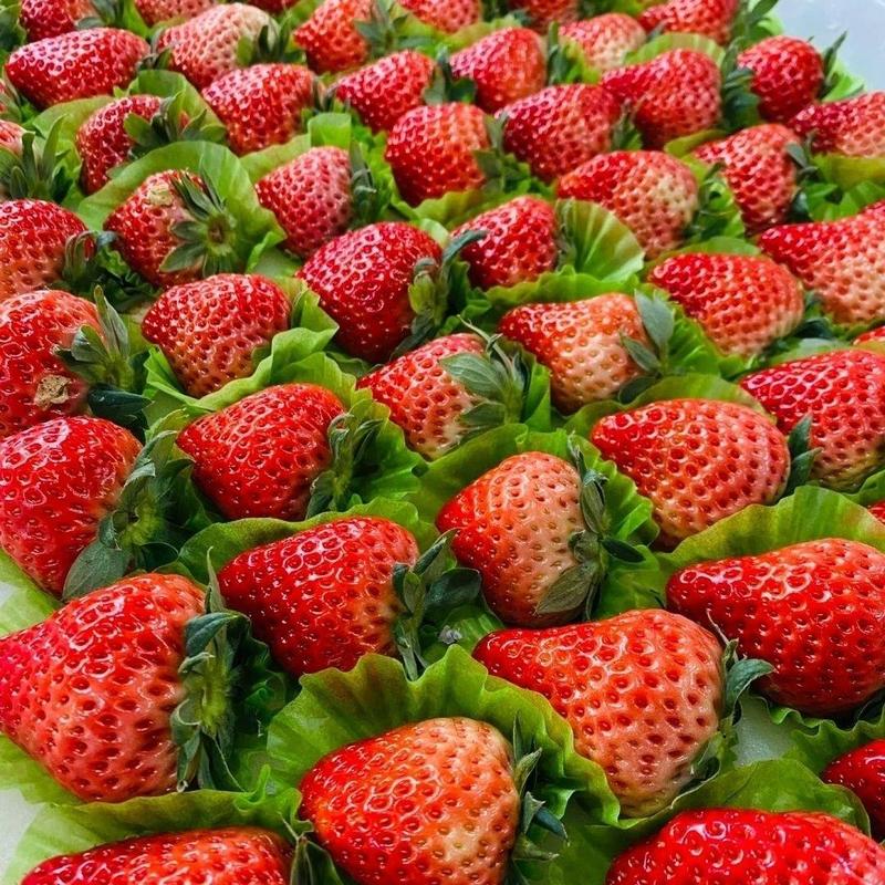【蒙特瑞草莓】夏草莓冬草莓规格齐全按需包装基地现摘现发