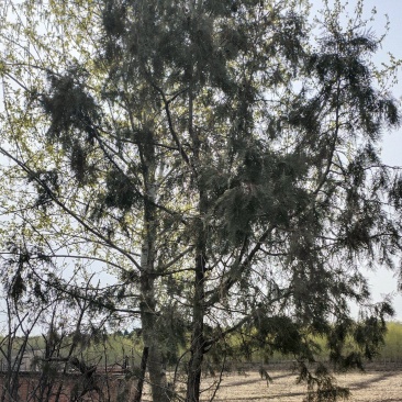 云杉，