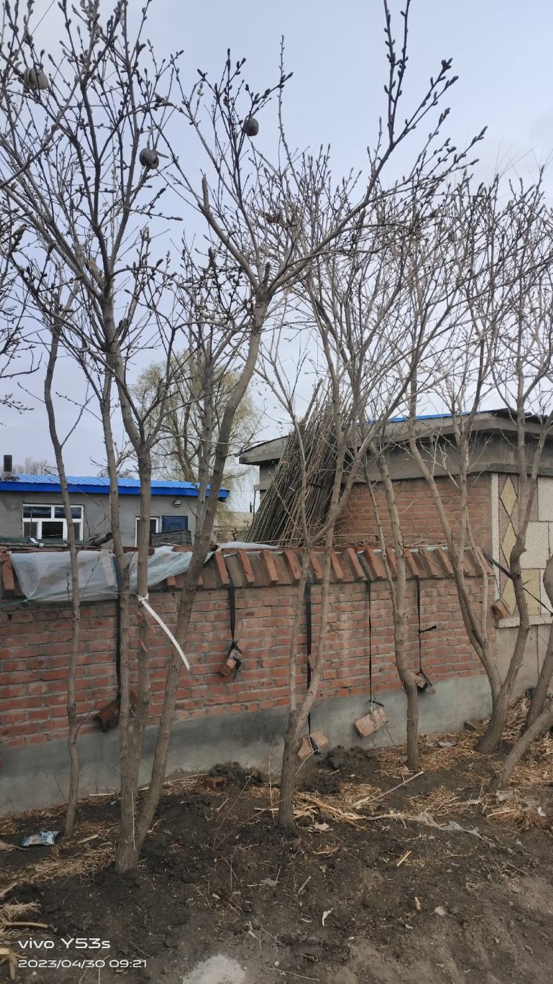 云杉，