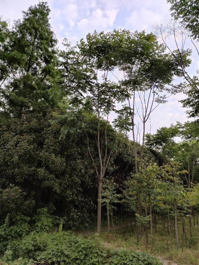 栾树又名灯笼树、摇钱树