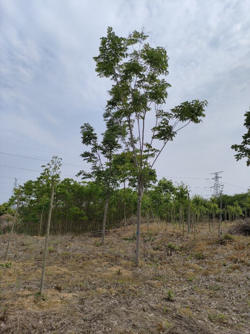 栾树又名灯笼树、摇钱树