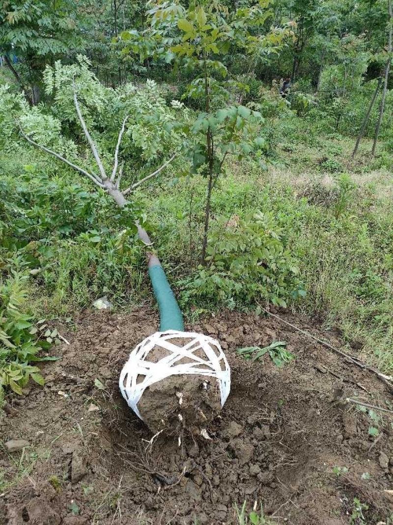 栾树又名灯笼树、摇钱树