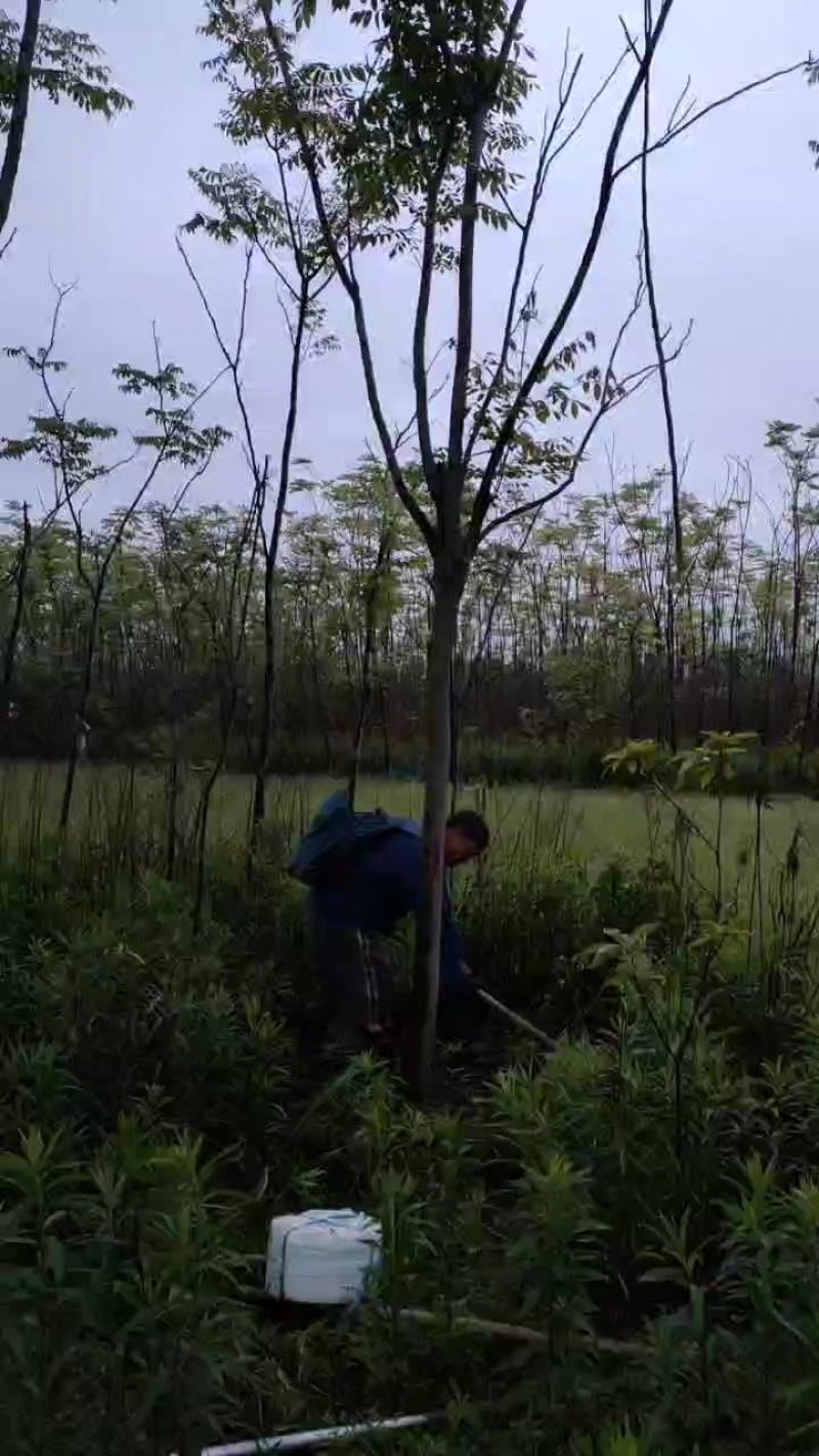 栾树又名灯笼树、摇钱树