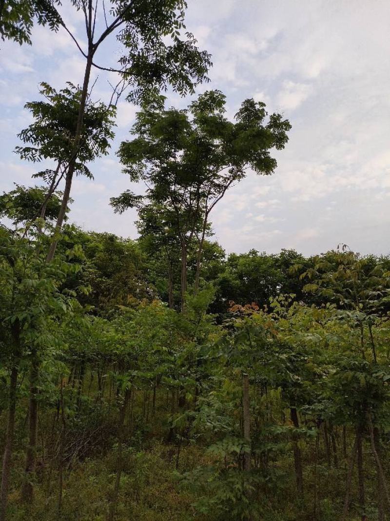 栾树又名灯笼树、摇钱树