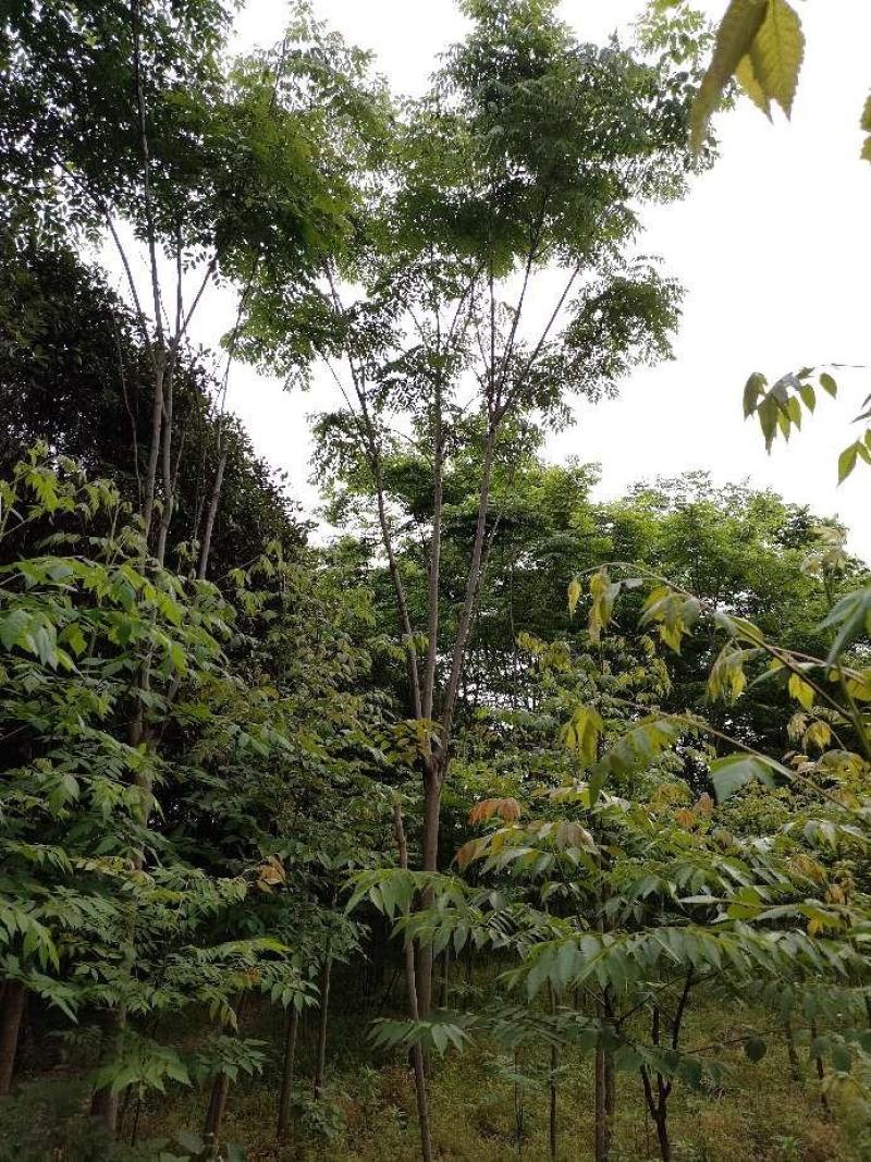 栾树又名灯笼树、摇钱树