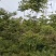 栾树又名灯笼树、摇钱树