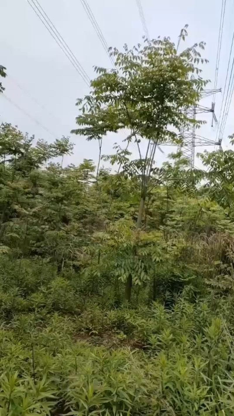 栾树又名灯笼树、摇钱树