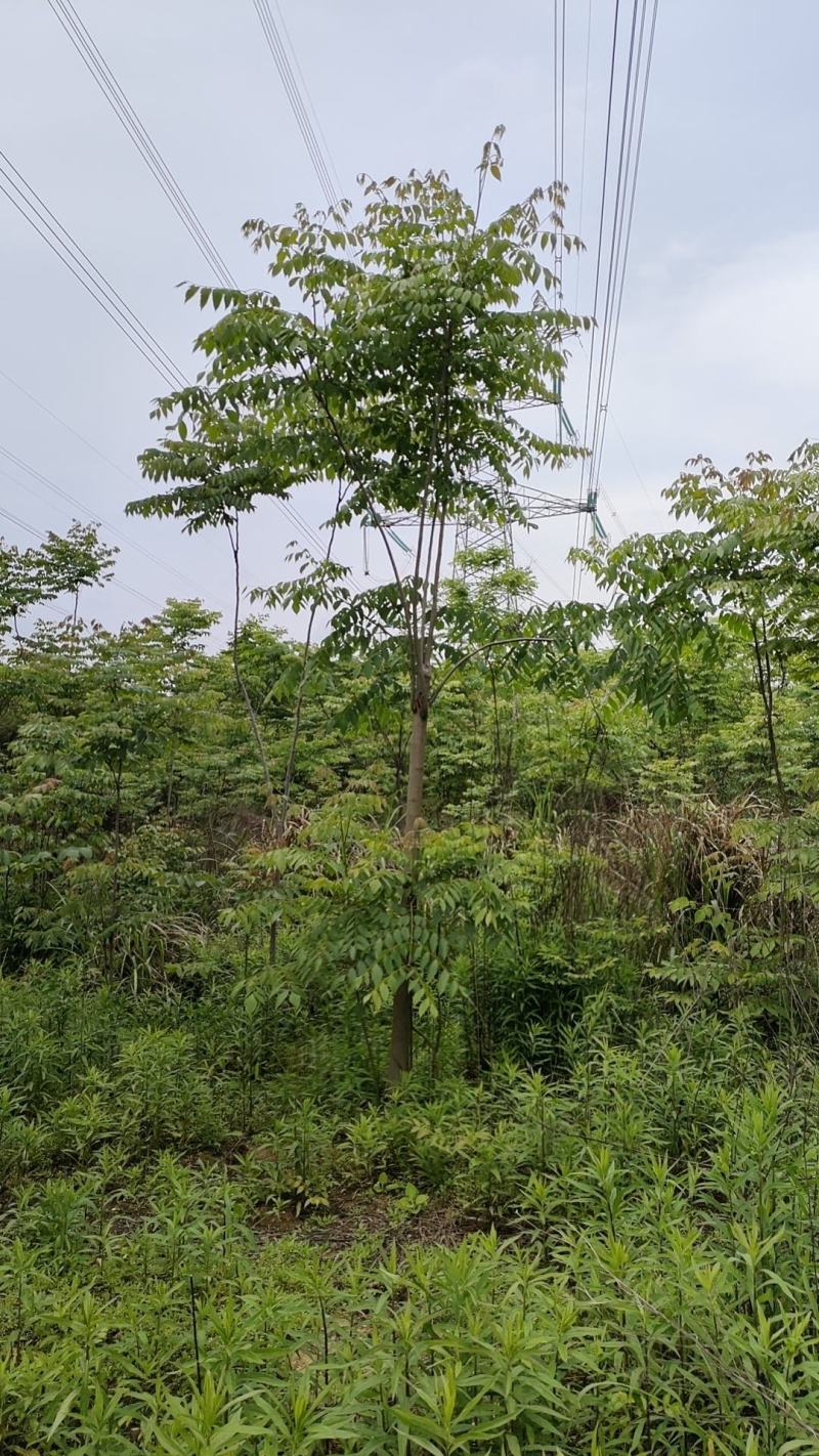 栾树又名灯笼树、摇钱树