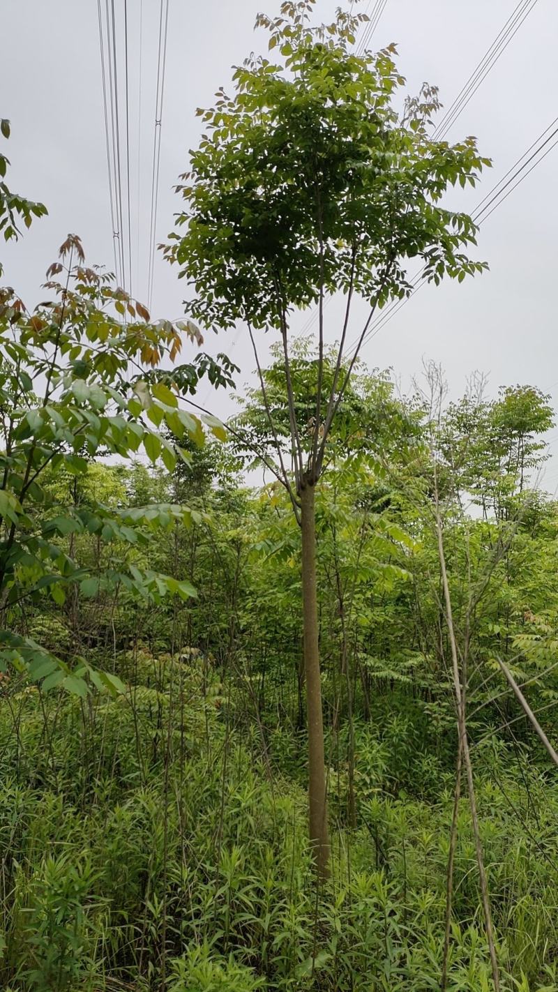 栾树又名灯笼树、摇钱树