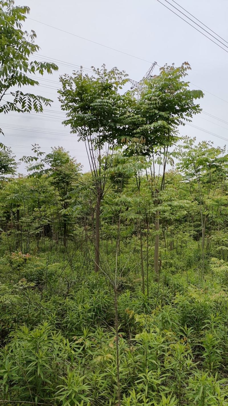 栾树又名灯笼树、摇钱树