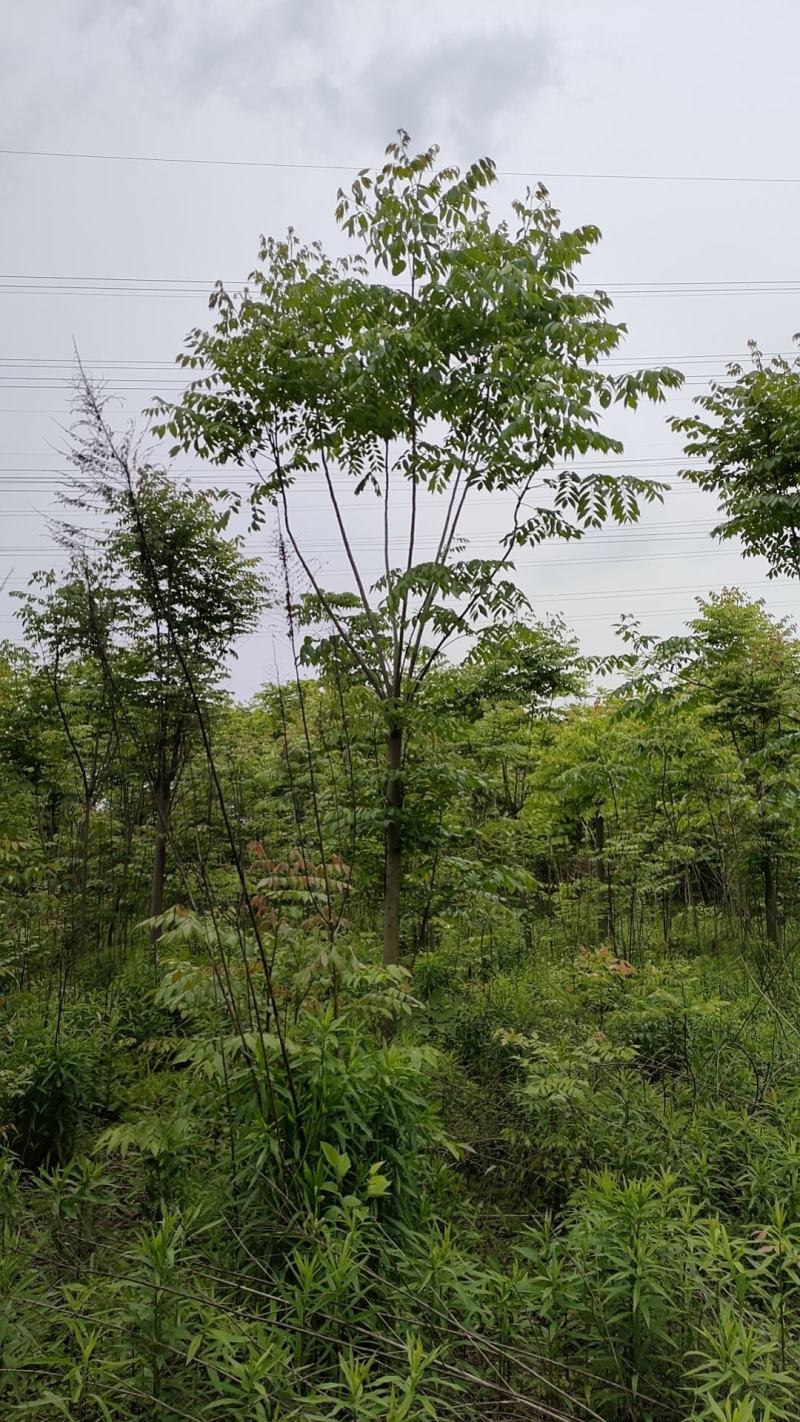 栾树又名灯笼树、摇钱树