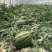 (实力供货)陕西蒲城甜王西瓜大量上市，需要的联系