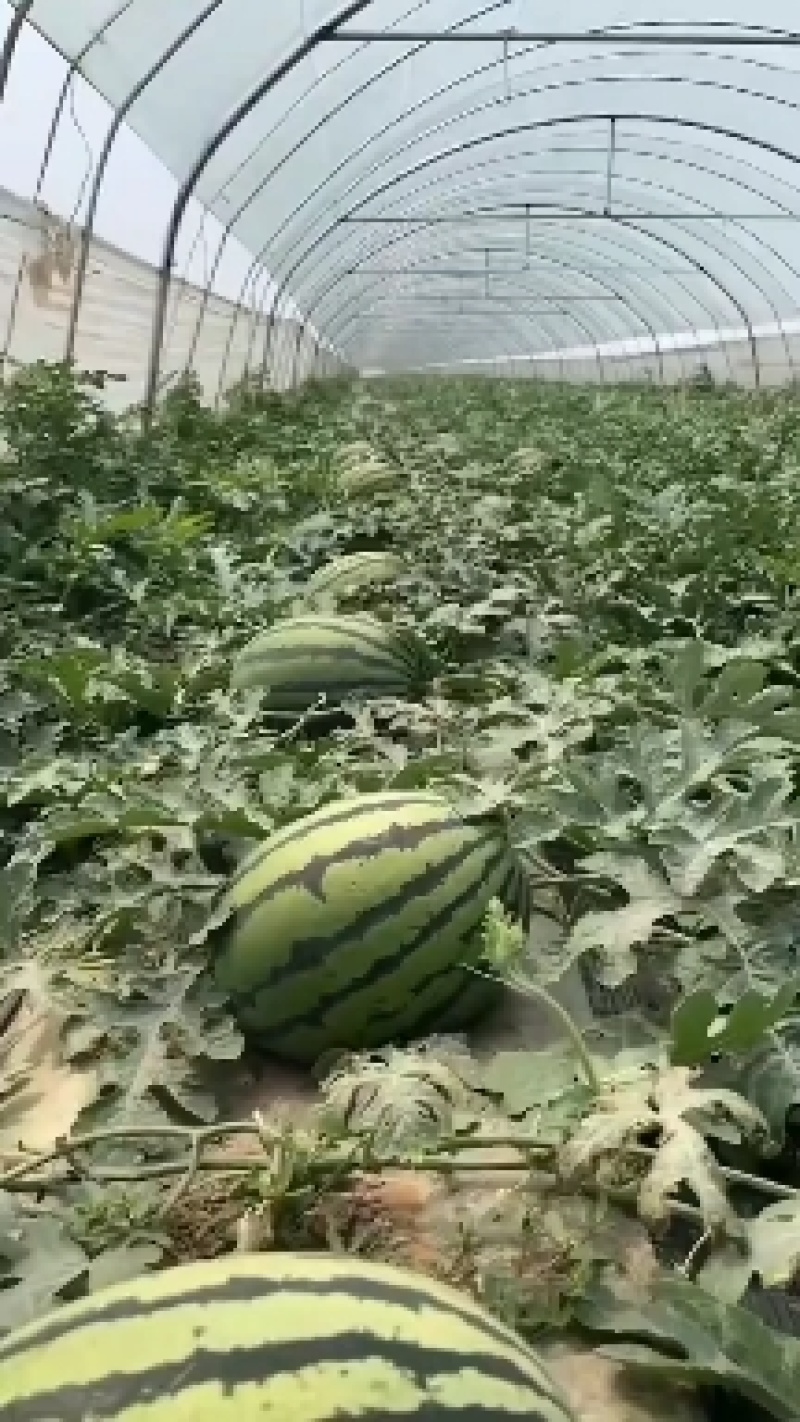 (实力供货)陕西蒲城甜王西瓜大量上市，需要的联系