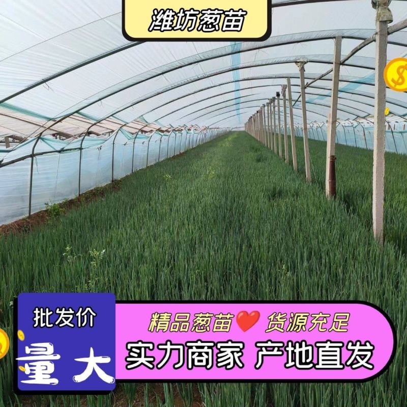 【优质】铁杆葱苗精品钢葱苗基地直发欢迎联