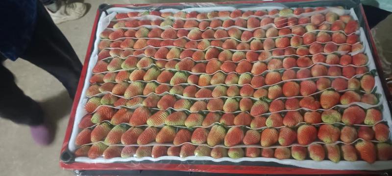 四季草莓烘焙草莓用于蛋糕房果酱糖葫芦饮品店果汁厂等基地直