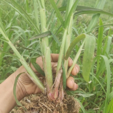 甜象草皇竹草巨菌草草苗