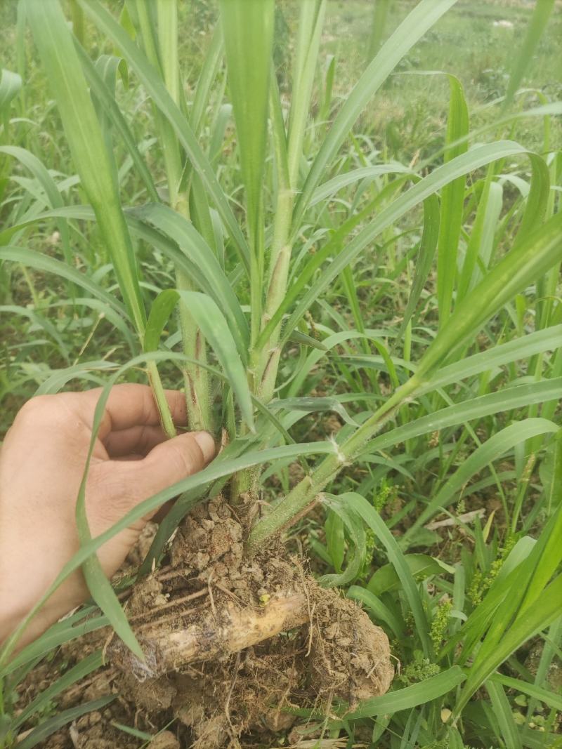 甜象草皇竹草巨菌草草苗