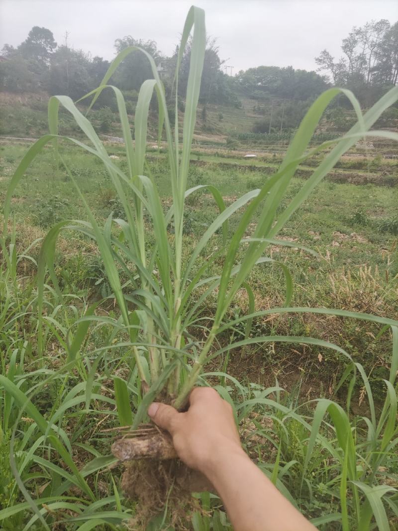 甜象草皇竹草巨菌草草苗