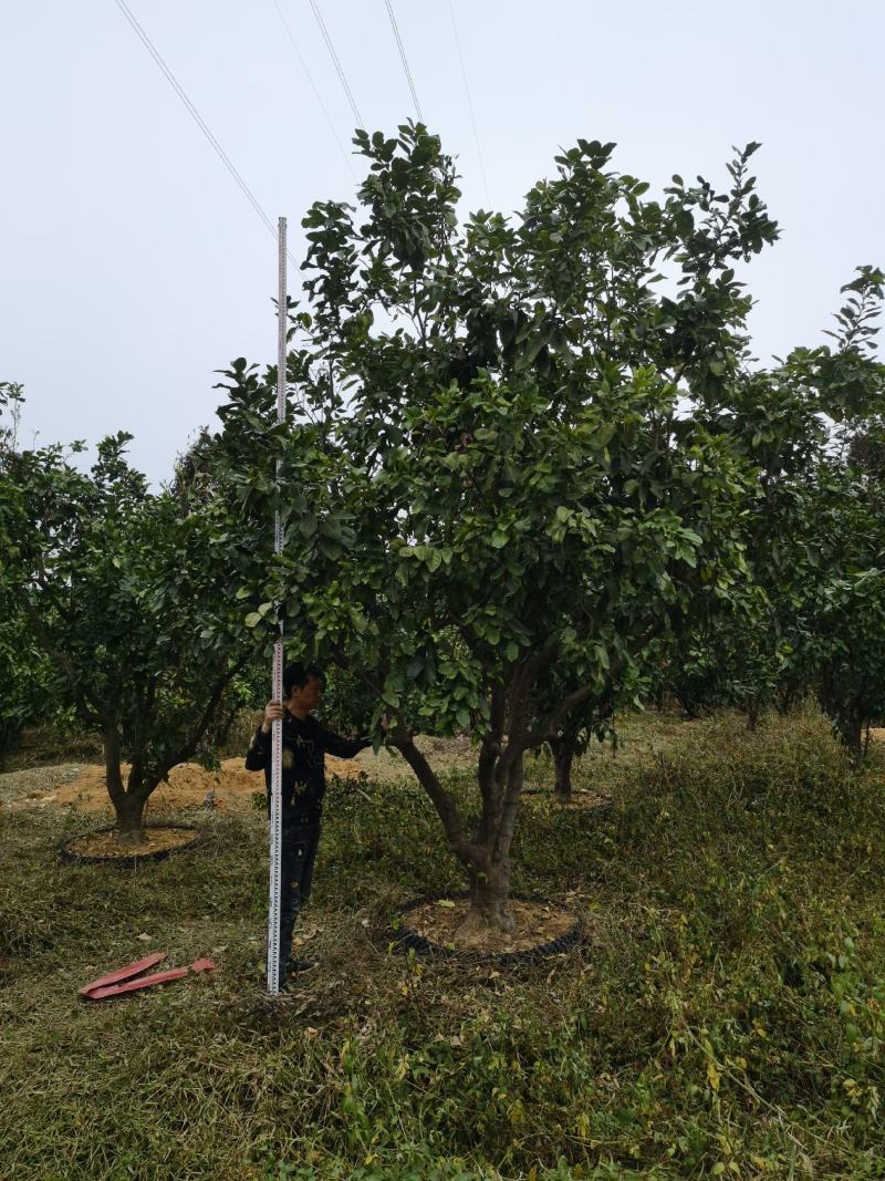 柚子树正宗福建琯溪蜜柚树结红心果实水果树