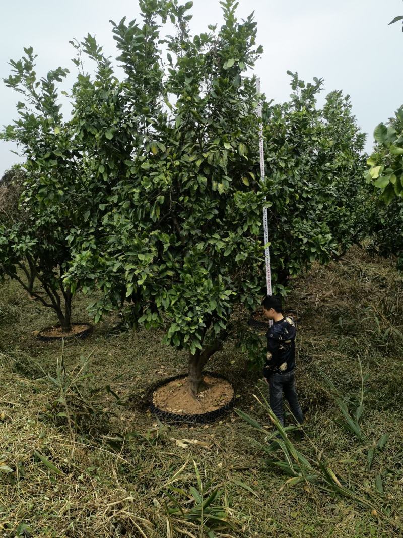 柚子树正宗福建琯溪蜜柚树结红心果实水果树