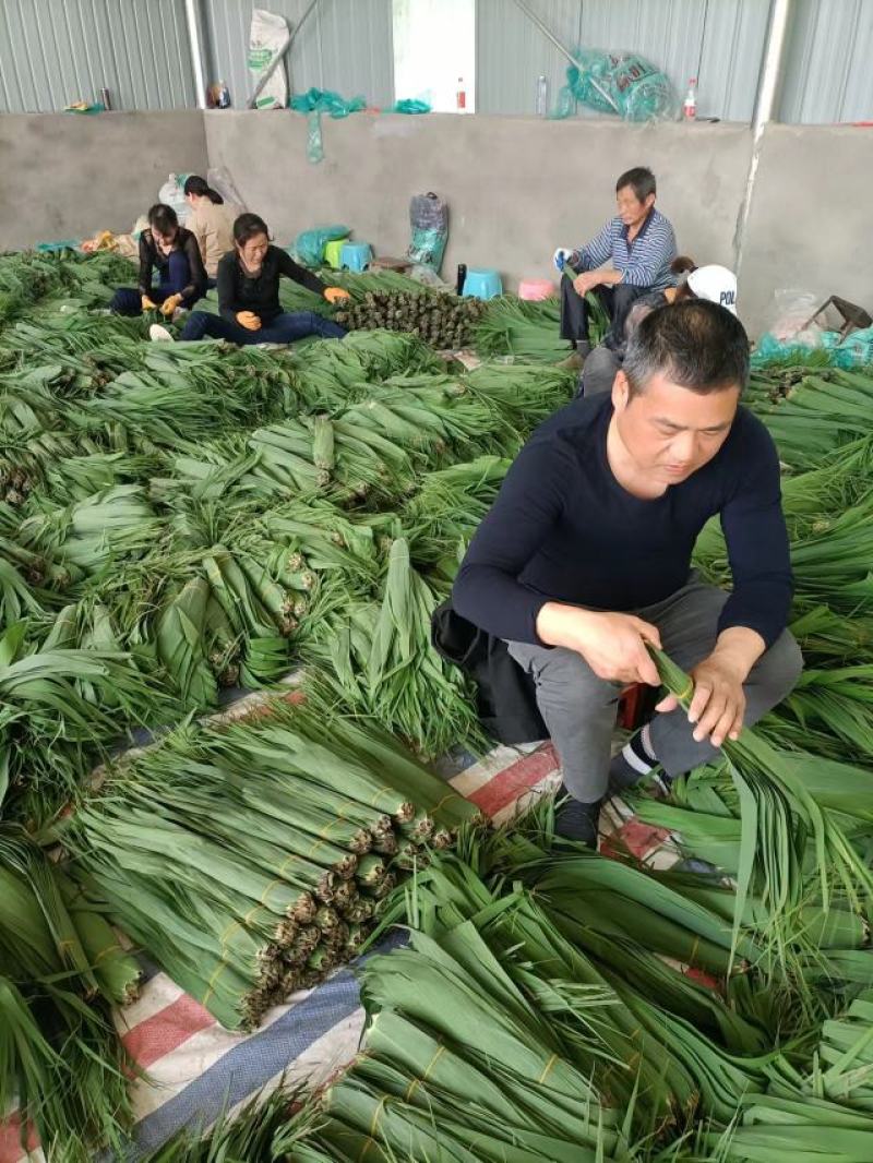 沅江市洞庭湖芦苇叶