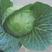 【精品莲花白】甘肃园包菜，甘蓝大量上市，质量可靠发往全国