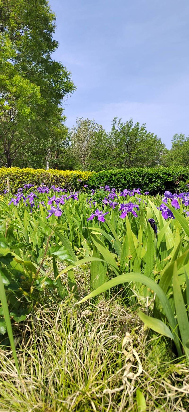 草花