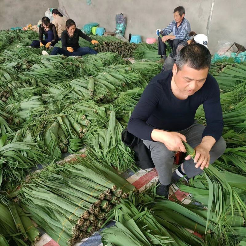 沅江市洞庭湖芦苇叶