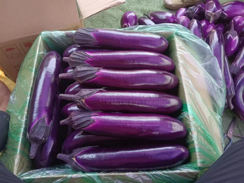 贵州本地精品烧烤茄有量可以发车