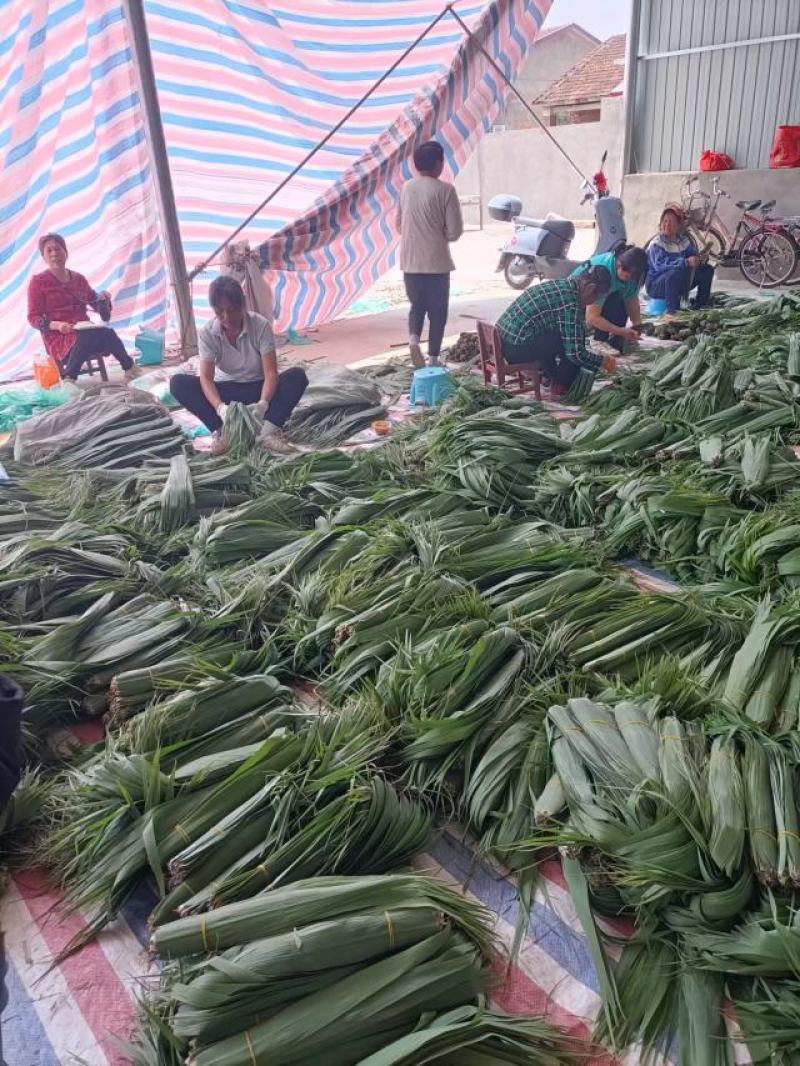 湖南省沅江市洞庭湖芦苇叶