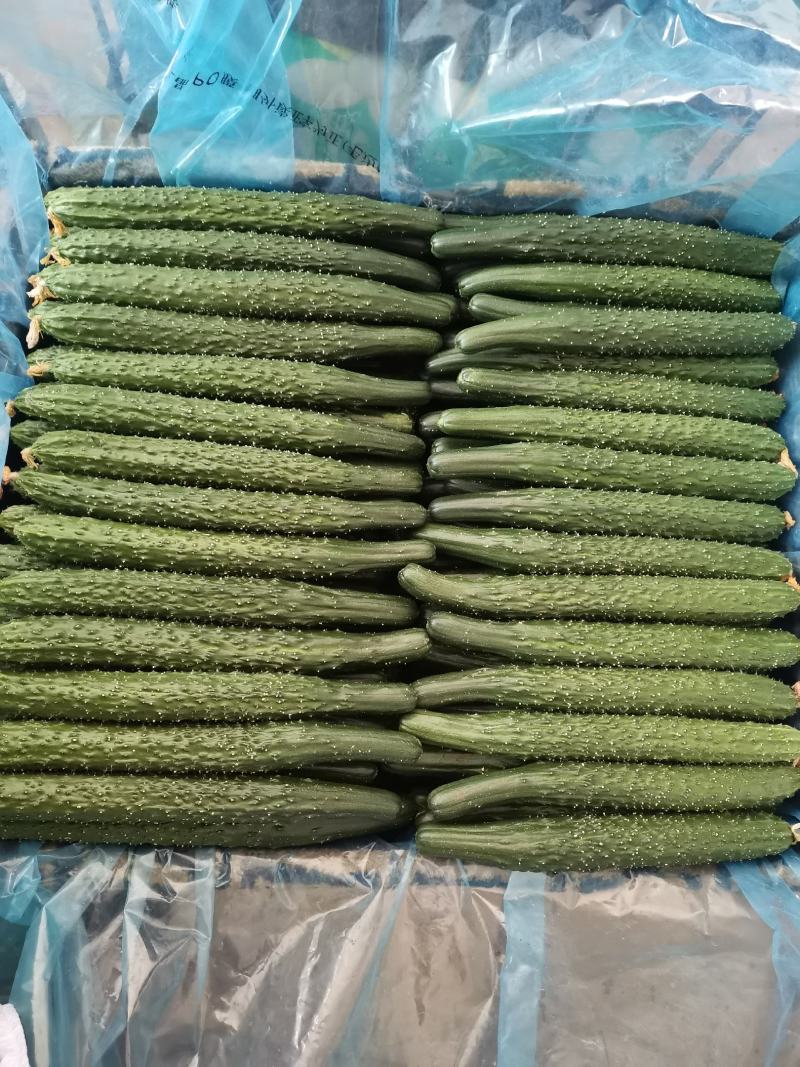 油亮密刺黄瓜