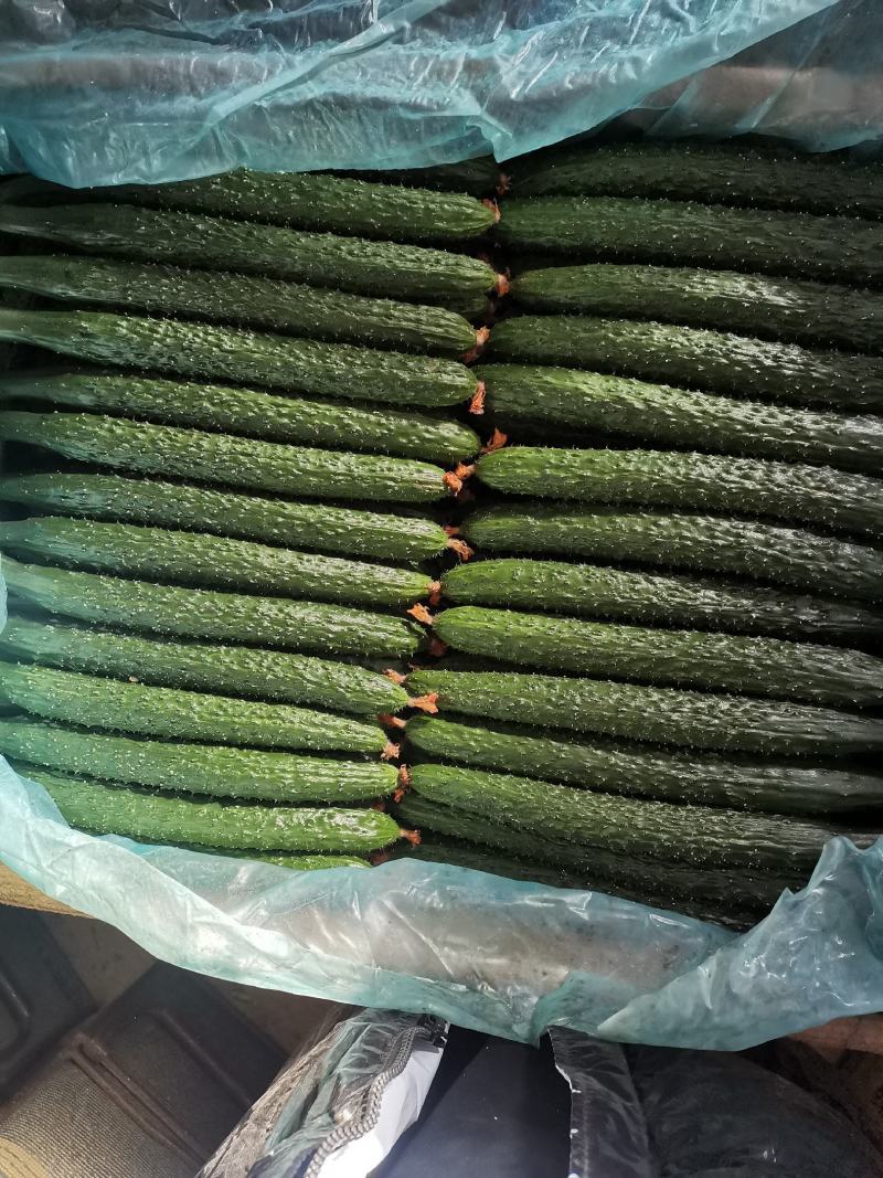 油亮密刺黄瓜