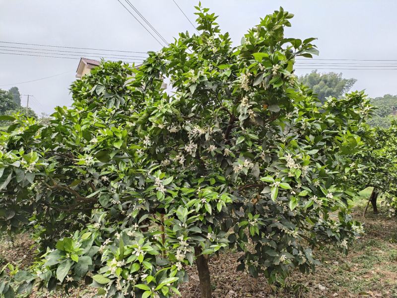65mm以上1.2元一斤纯甜的纽荷尔脐橙开始预定了
