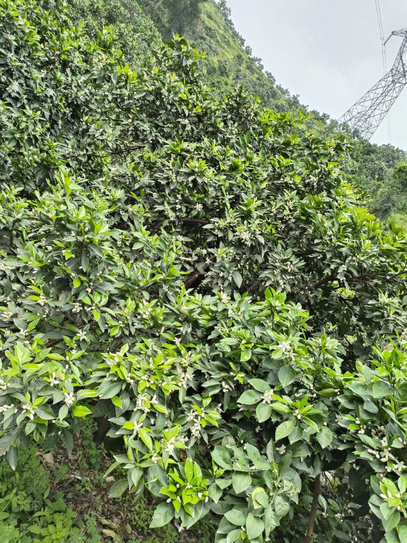 65mm以上1.2元一斤纯甜的纽荷尔脐橙开始预定了