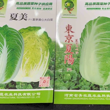 【优质】夏季大白菜种子耐热耐单球4-6斤左右品质好