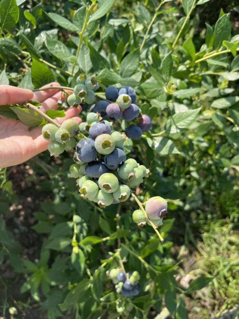 蓝莓大果，包甜有脆