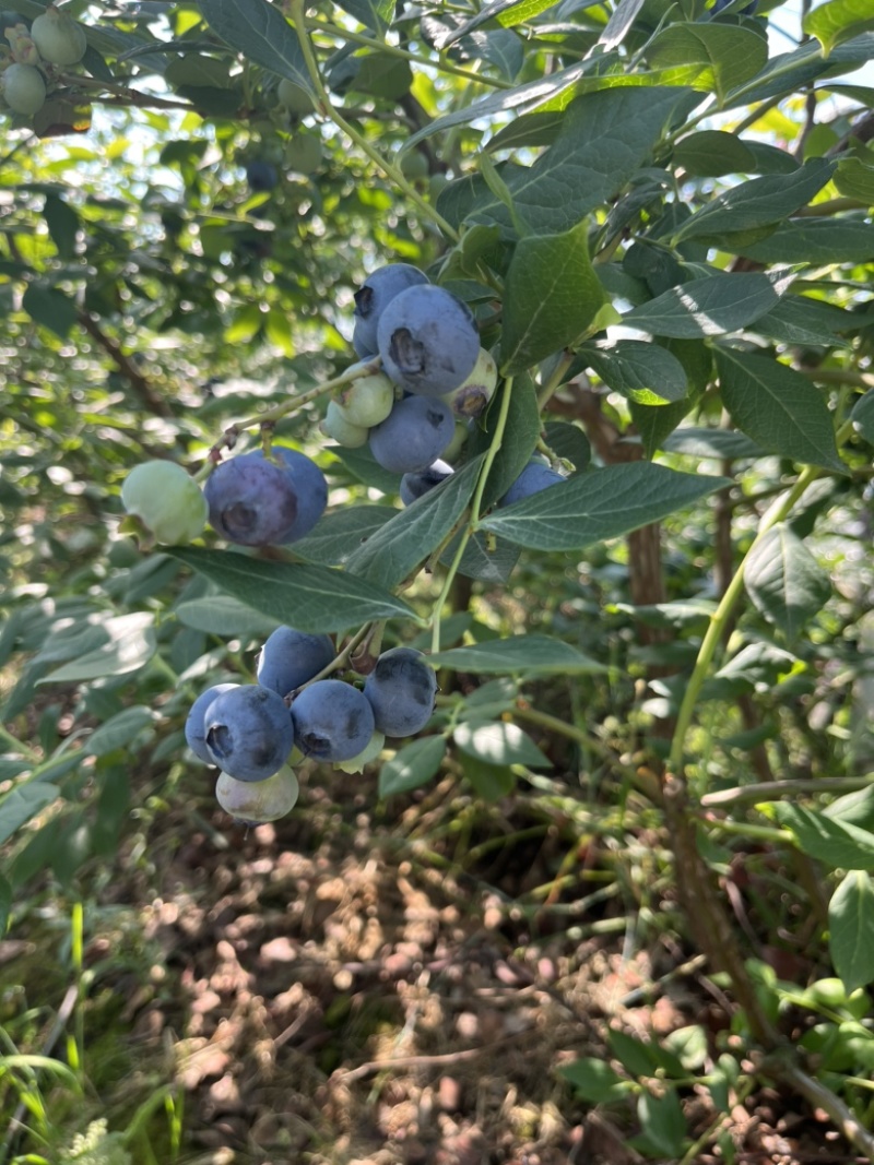 蓝莓大果，包甜有脆