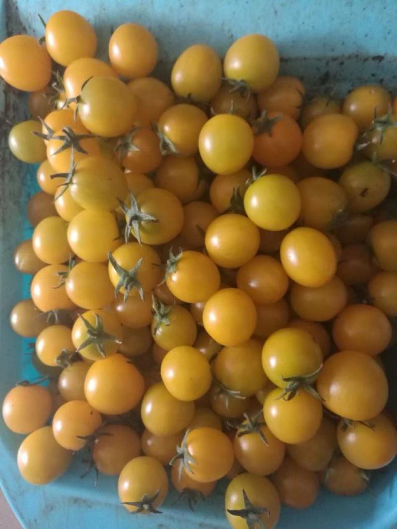贝贝柿子，圣女果产地商超直供，甘甜可口，走亲访友佳品，欢
