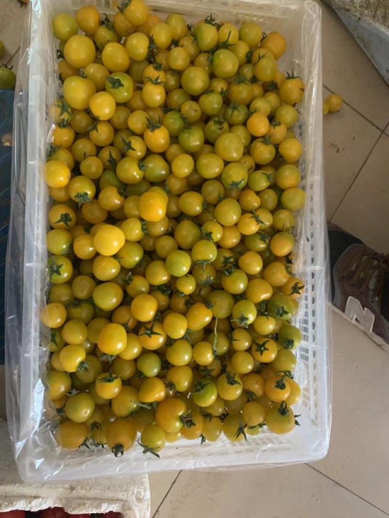 贝贝柿子，圣女果产地商超直供，甘甜可口，走亲访友佳品，欢