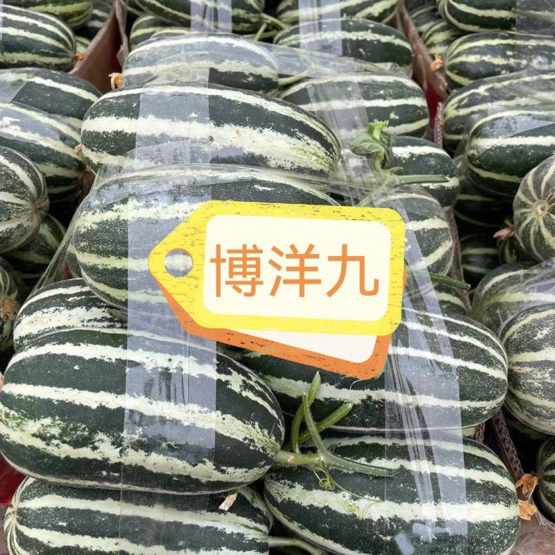 博洋9号1.5元