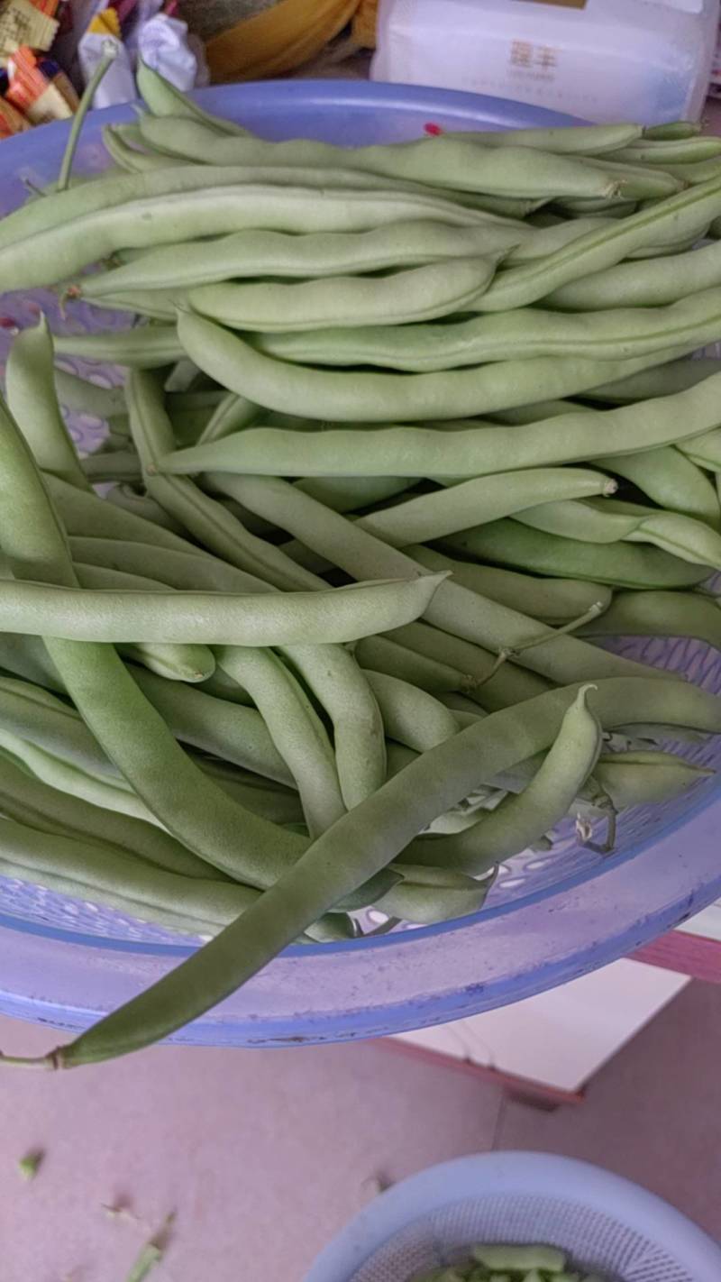 四季豆，大量上市需要的老板请联系。