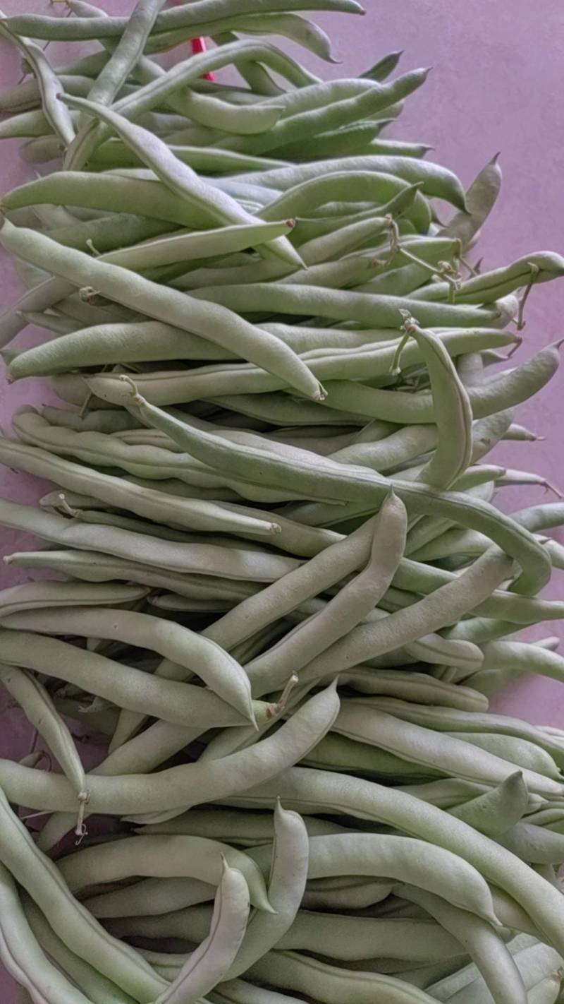 四季豆，大量上市需要的老板请联系。