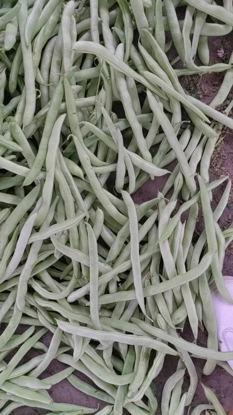 四季豆，大量上市需要的老板请联系。