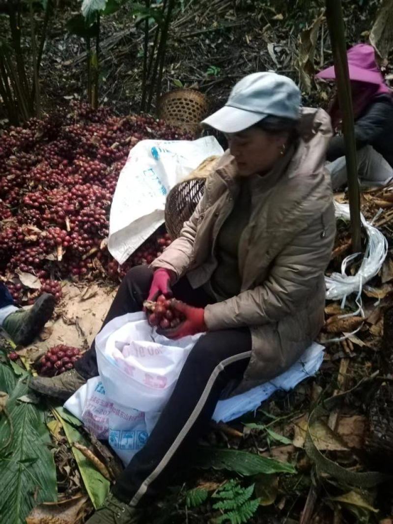 云南腾冲猴桥柴烤干草果，货源充足，欢迎咨询！