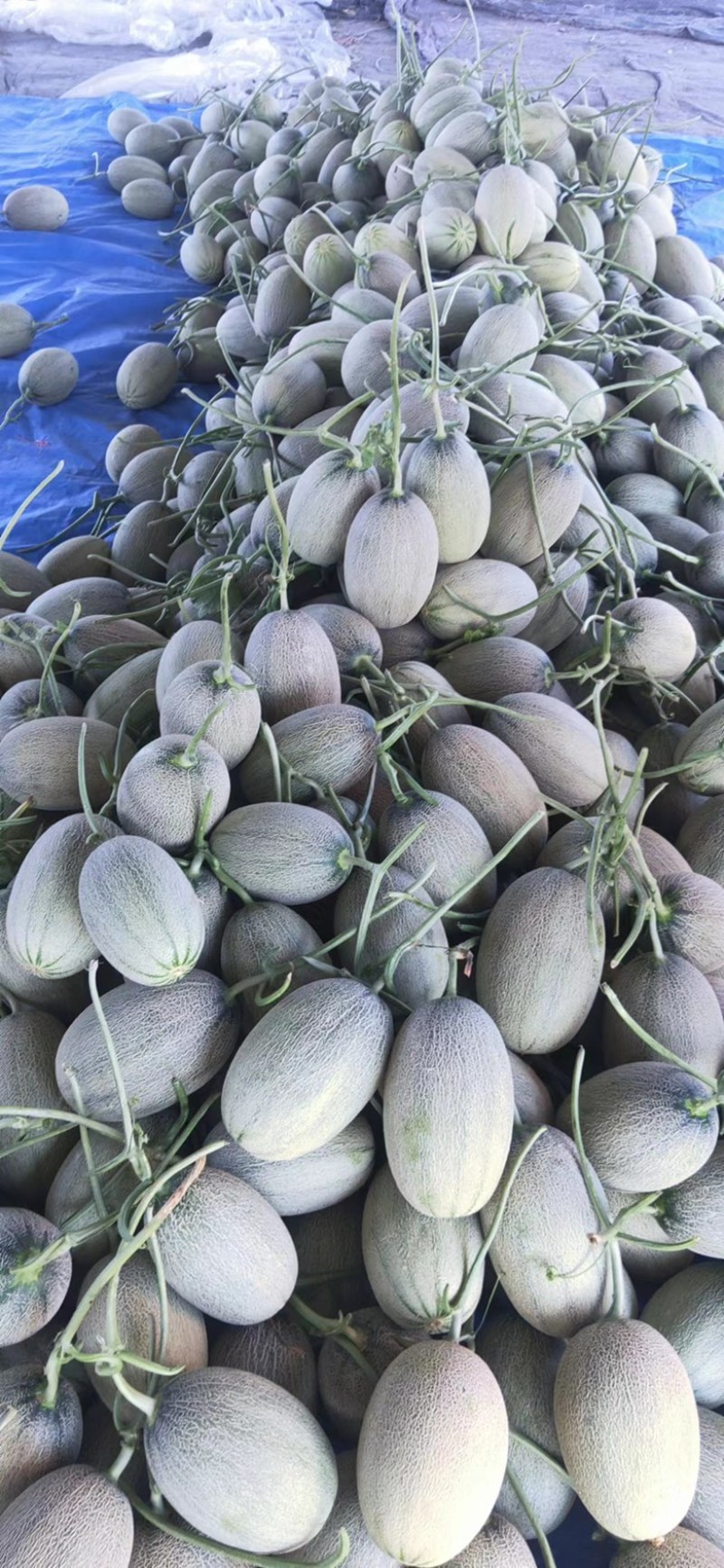 【推荐】山东精品哈密瓜晓蜜25哈密瓜大量上市